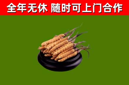 临邑回收冬虫夏草