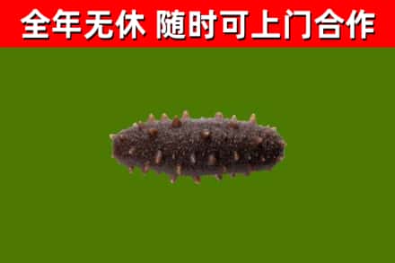 临邑回收海参干